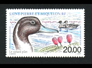 St. Pierre und Miquelon: 1999, Spießente